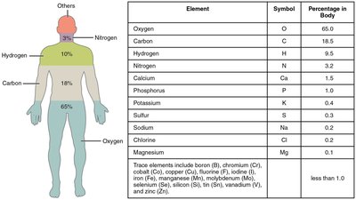Major elements of the human body and their percentages