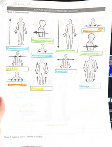 Directional terms illustrated on human figures