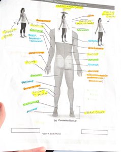 Body planes and anatomical regions labeled on a human figure