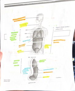 Body cavities and organs labeled in a lateral view