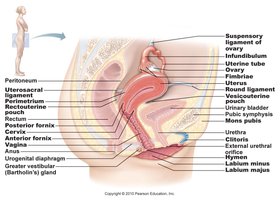 Sagittal section of female reproductive system with labeled organs