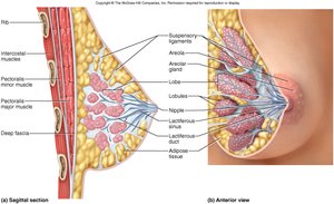 Breast anatomy with lobes, ducts, and areola