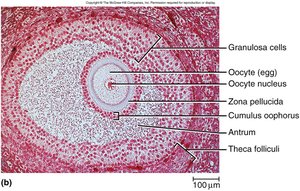 Histology of ovarian follicle with labeled structures