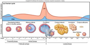 Ovarian cycle with hormone levels and follicle development