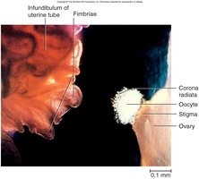 Ovulation: oocyte released from ovary and captured by fimbriae