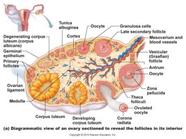 Diagrammatic view of ovary with follicles at different stages