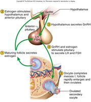 Pituitary-ovarian axis and hormonal feedback