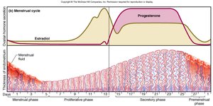 Menstrual cycle: hormone levels and endometrial changes