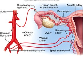 Blood supply to the female reproductive tract