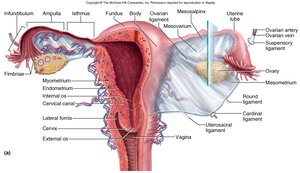 Uterus and uterine wall layers