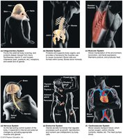 Major Organ Systems of the Body (Part 1)
