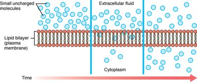 Diffusion of small uncharged molecules across a lipid bilayer