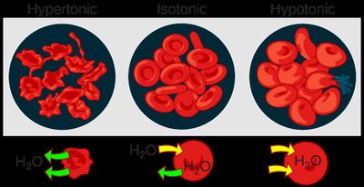 Effects of hypertonic, isotonic, and hypotonic solutions on red blood cells