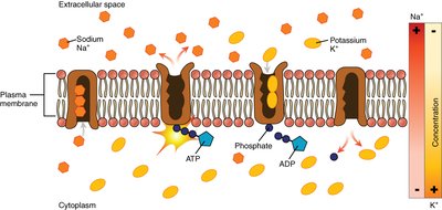 Na+/K+ ATPase pump mechanism
