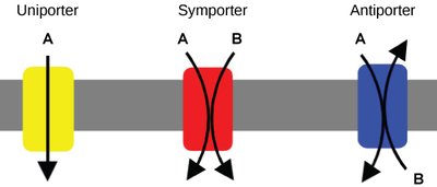 Unipoter, symporter, and antiporter transporters