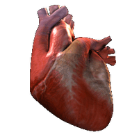 External anatomy of the heart