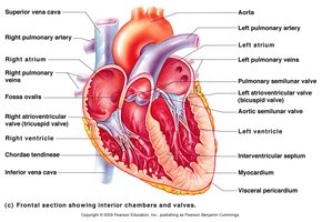 Frontal section showing heart chambers and valves
