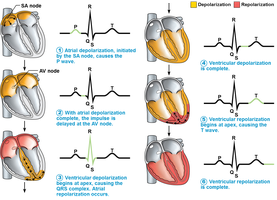 ECG waves and heart conduction