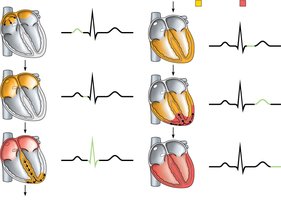 ECG waves and heart conduction