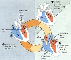 Phases of the cardiac cycle