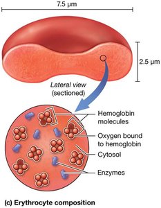 Erythrocyte composition showing hemoglobin molecules and oxygen binding