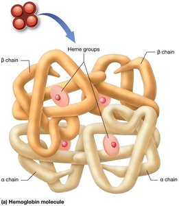 Heme group structure with central iron ion