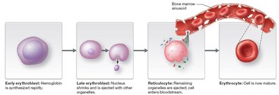 Hematopoietic stem cell differentiation