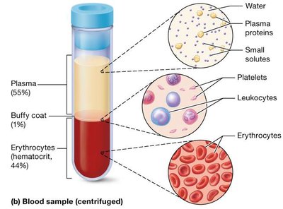 Centrifuged blood sample showing plasma, buffy coat, and erythrocytes