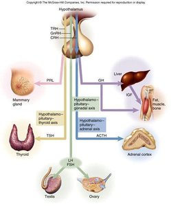 Diagram of hypothalamic-pituitary-target organ axes