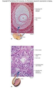 Histological images of ovary and testis showing LH target cells