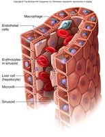 Sinusoid capillary structure in the liver