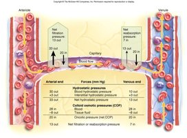 Forces governing capillary exchange