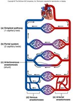 Types of circulatory routes and anastomoses