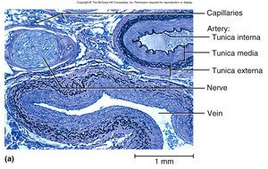 Histological section of artery, vein, and nerve showing tunica layers