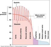 Arterial blood pressure waveform