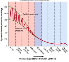 Systemic blood pressure changes with distance from the heart