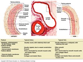 Comparison of artery and vein wall structure and tunics