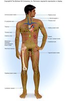 Distribution of lymphatic vessels in the body