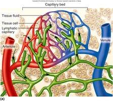 Structure of lymphatic capillaries with overlapping endothelial cells
