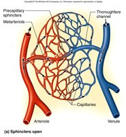 Capillary bed with open precapillary sphincters