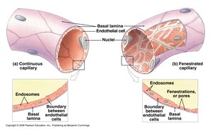 Continuous and fenestrated capillary structure