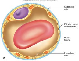 Fenestrated capillary with filtration pores