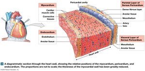 Section through the heart wall