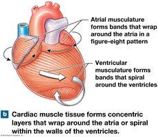 Cardiac muscle tissue arrangement