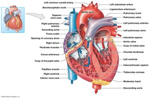 Sectional anatomy of the heart