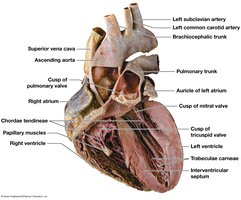 Sectioned heart showing internal features