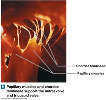 Papillary muscles and chordae tendineae