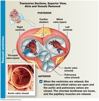 Valves of the heart when ventricles are relaxed