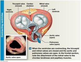 Valves of the heart when ventricles are contracting