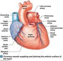 Coronary vessels on anterior surface